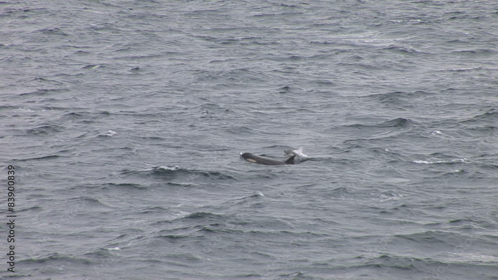 A pod of Orca in Hope Bay Antarctica A pod of Orca in Hope Bay Antarctica