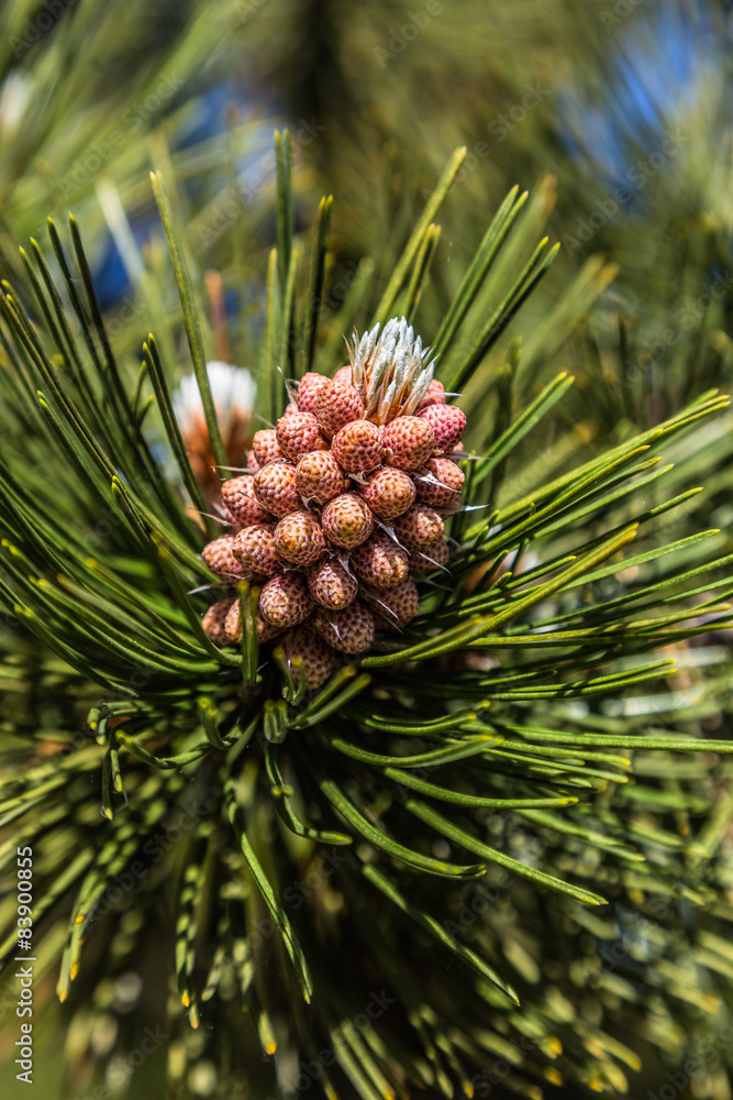 Pine cone blossom Pine cone blossom
