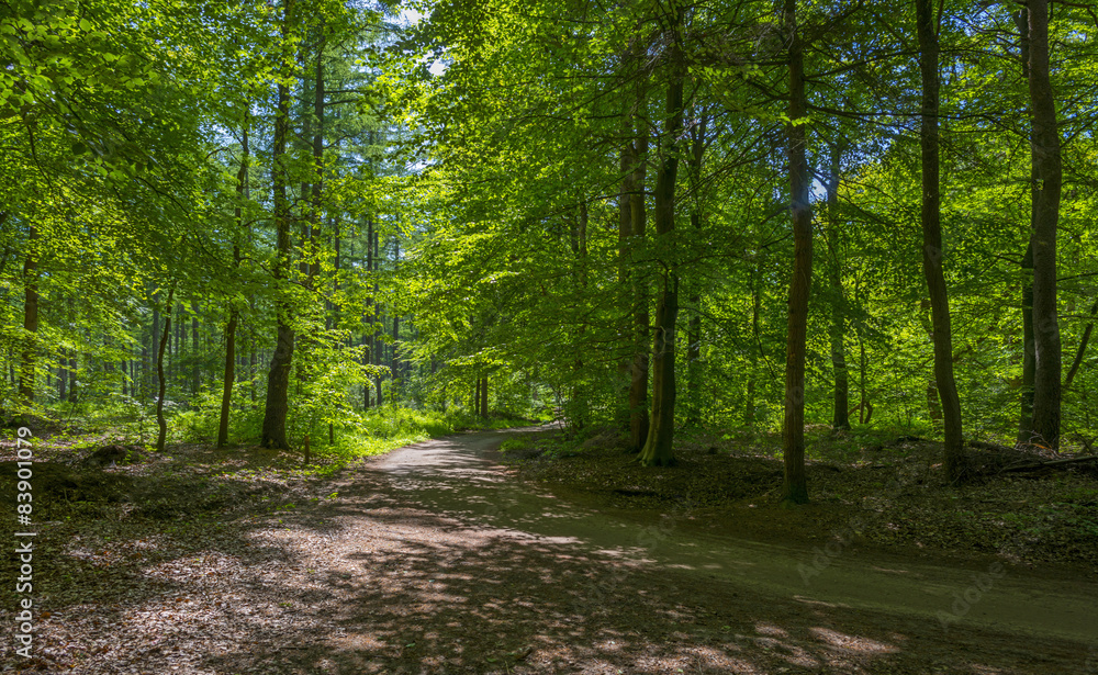 Foliage of a forest in sunlight in spring Foliage of a forest in sunlight in spring