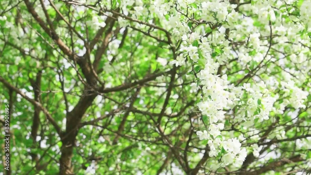 Branches of luxuriantly blooming apple tree Branches of luxuriantly blooming apple tree