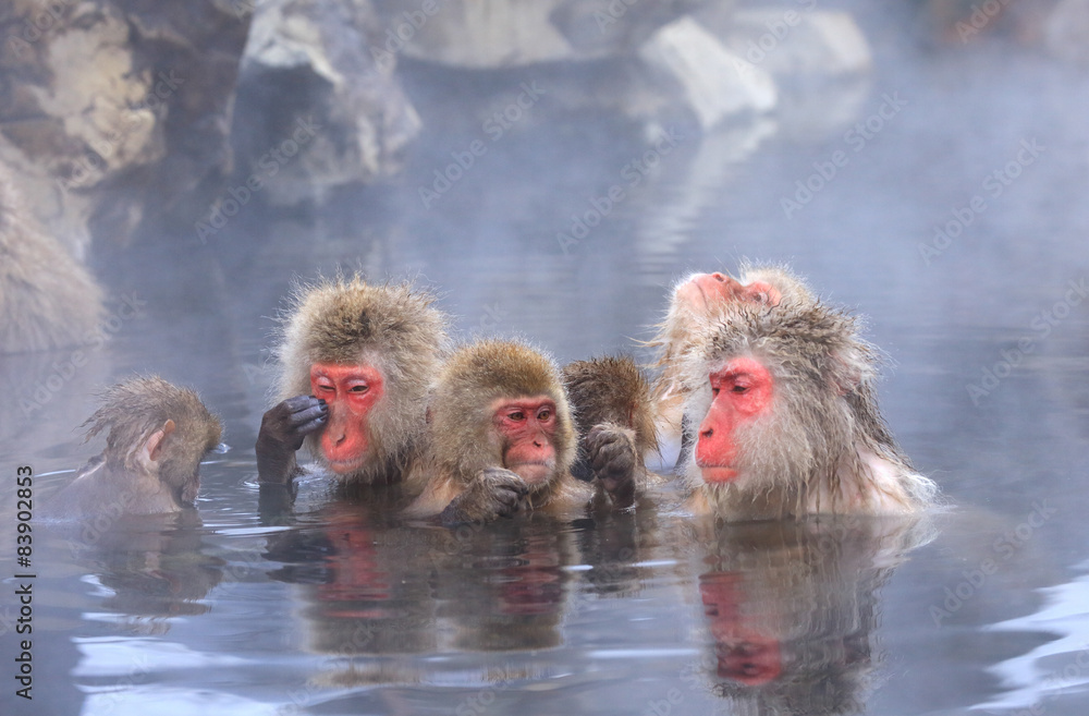 Fototapeta premium 温泉に入るニホンザルの家族