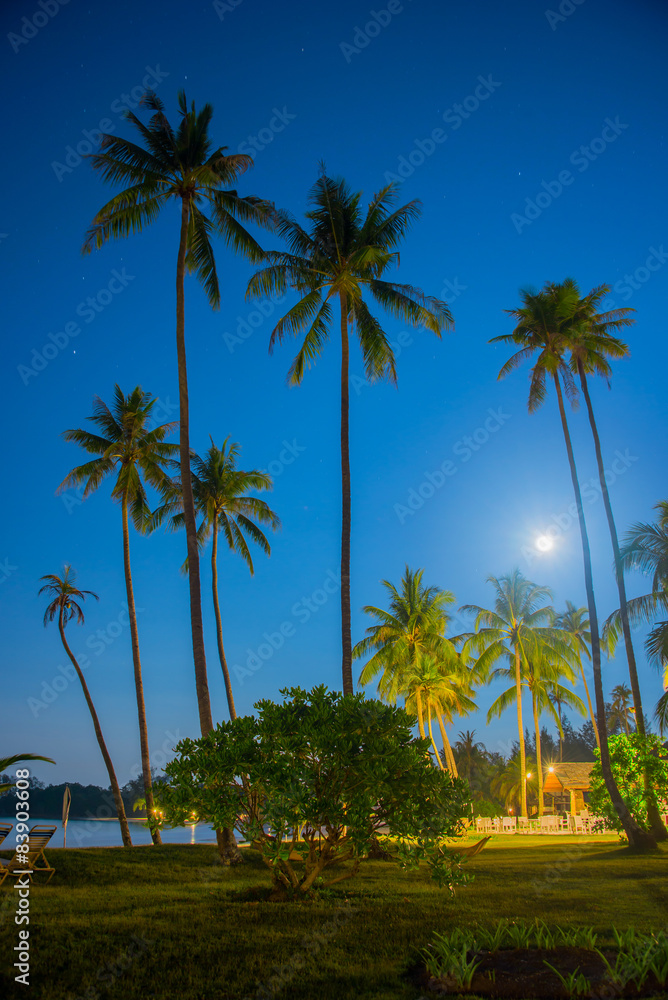 Tropical night sky, palm trees and moon