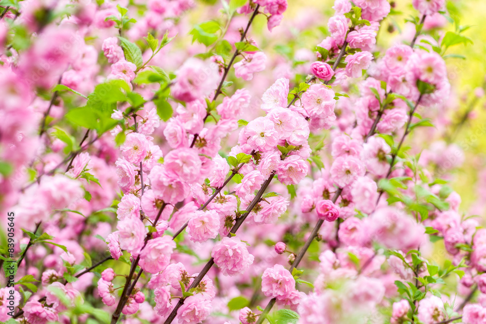 Oriental cherry blossom