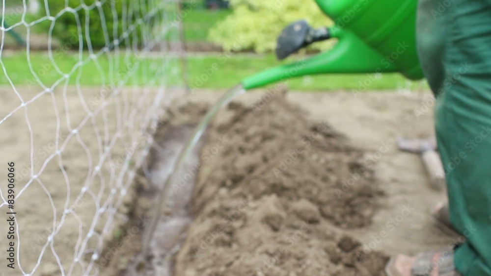 Gardener watering a seedbed with a watering can in his garden Gardener watering a seedbed with a watering can in his garden