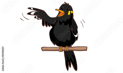 talkative hill myna bird vector