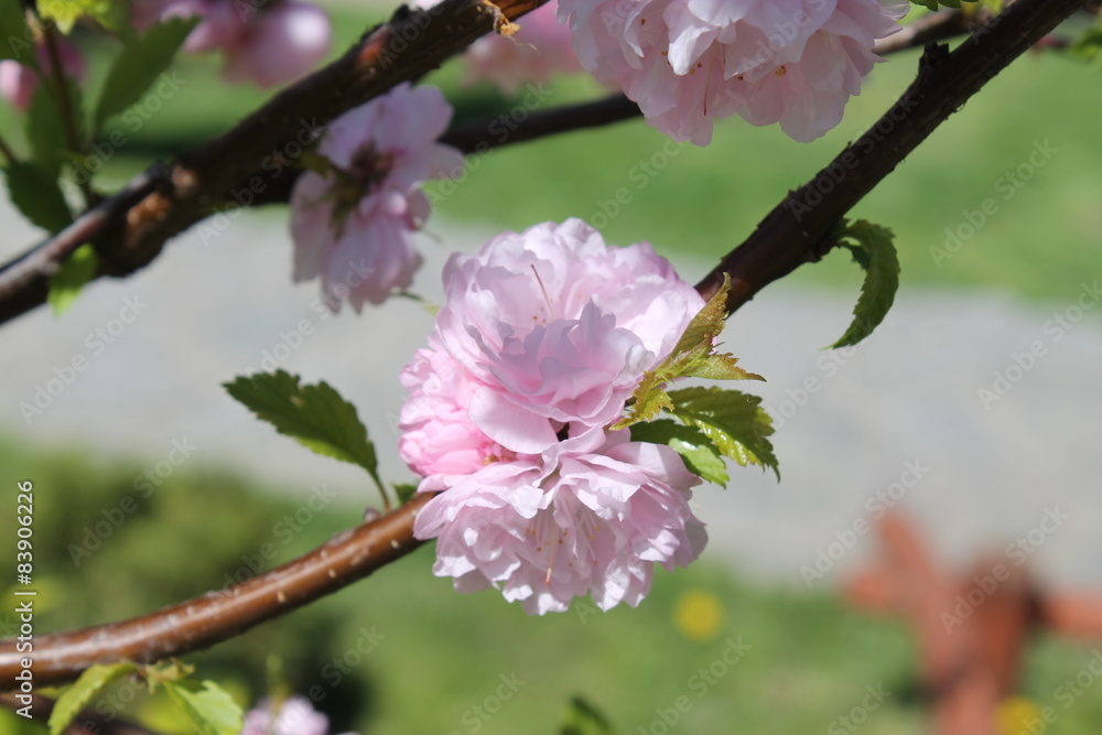 Obraz premium Cherry blossoms