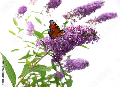 Buddleja davidii - Butterfly bush on a white background