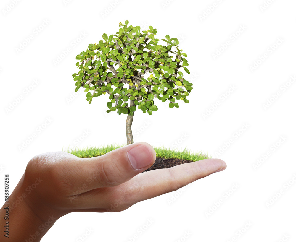 Man holding plant in hand Man holding plant in hand