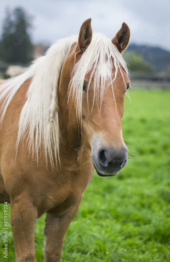 horse in an Alpine meadow, South Tyrol, Italy horse in an Alpine meadow, South Tyrol, Italy