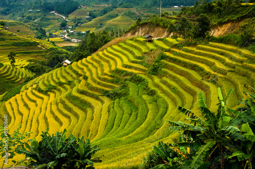 Rice fields on terraced of Mu Cang Chai  YenBai  Vietnam