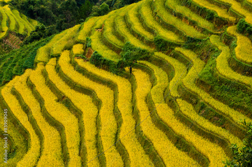 Rice fields on terraced of Mu Cang Chai, YenBai, Vietnam Rice fields on terraced of Mu Cang Chai, YenBai, Vietnam
