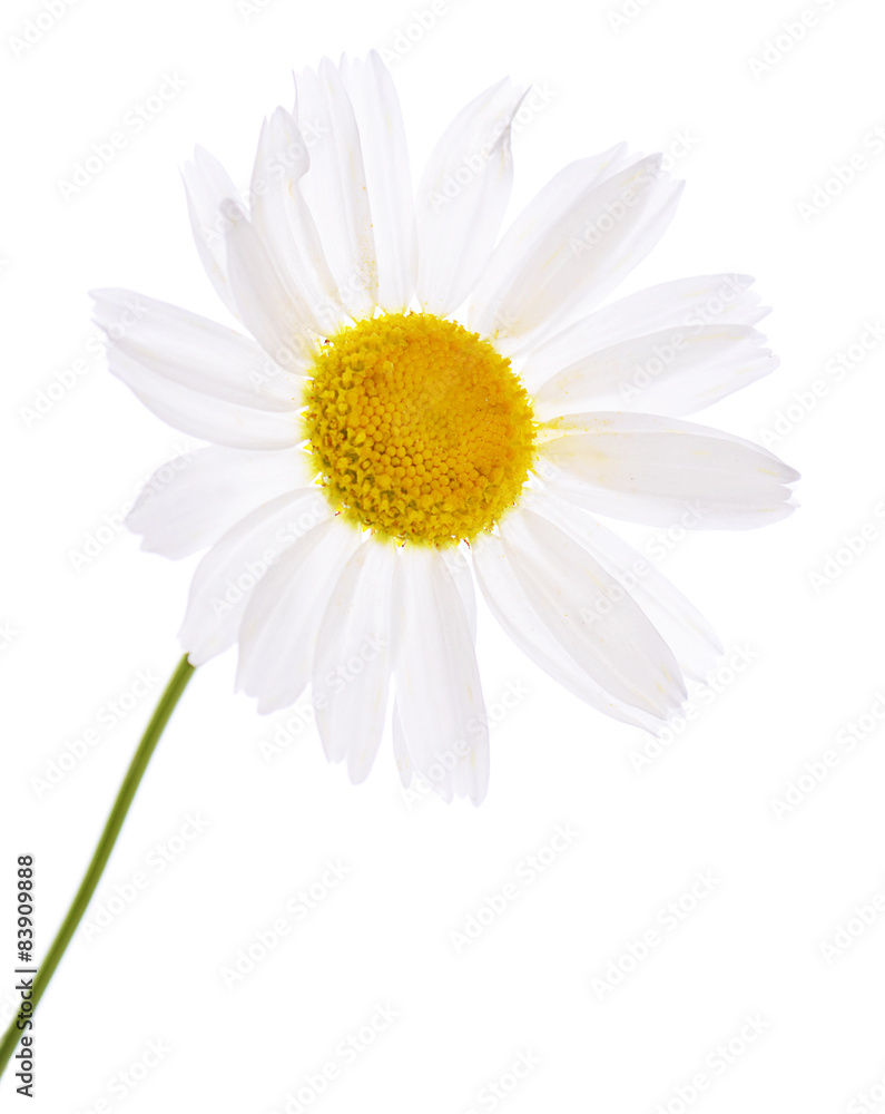 Fototapeta premium The beautiful daisy isolated on white