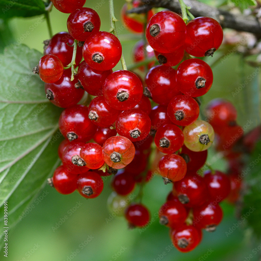 The red currant close up