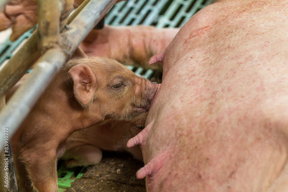 Little pig eating Little pig eating