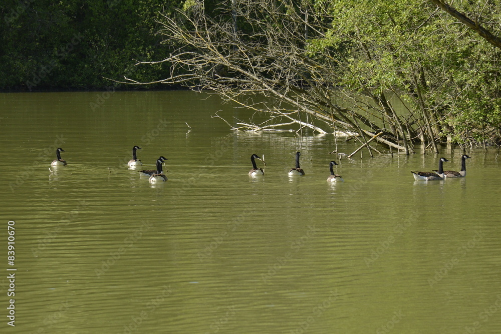 Canards sauvages dans l'étang au parc Solvay à la Hulpe