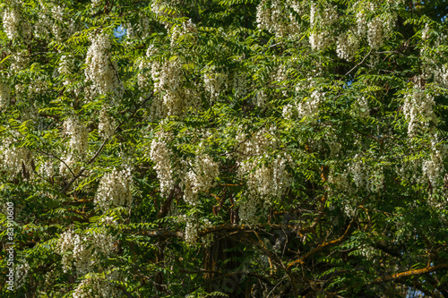 Robinia pseudoacacia en flor. Falsa acacia.  