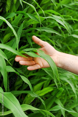 Hand holding a corn leaf