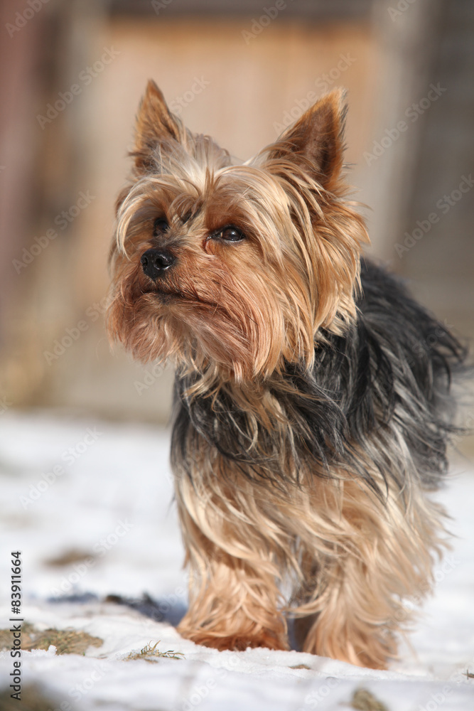 Beautiful Yorkshire Terrier in winter