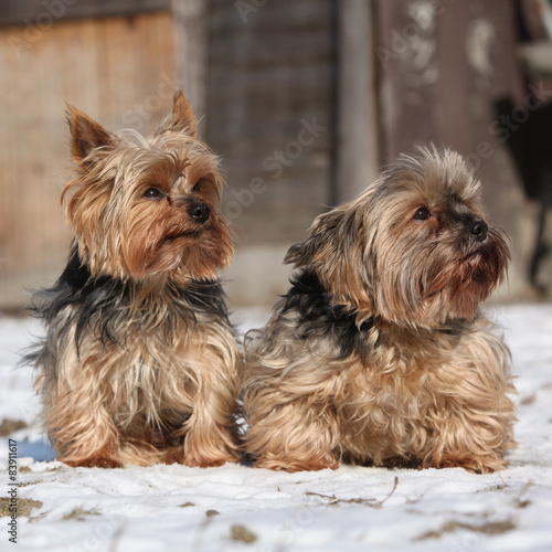 Beautiful Yorkshire Terriers in winter
