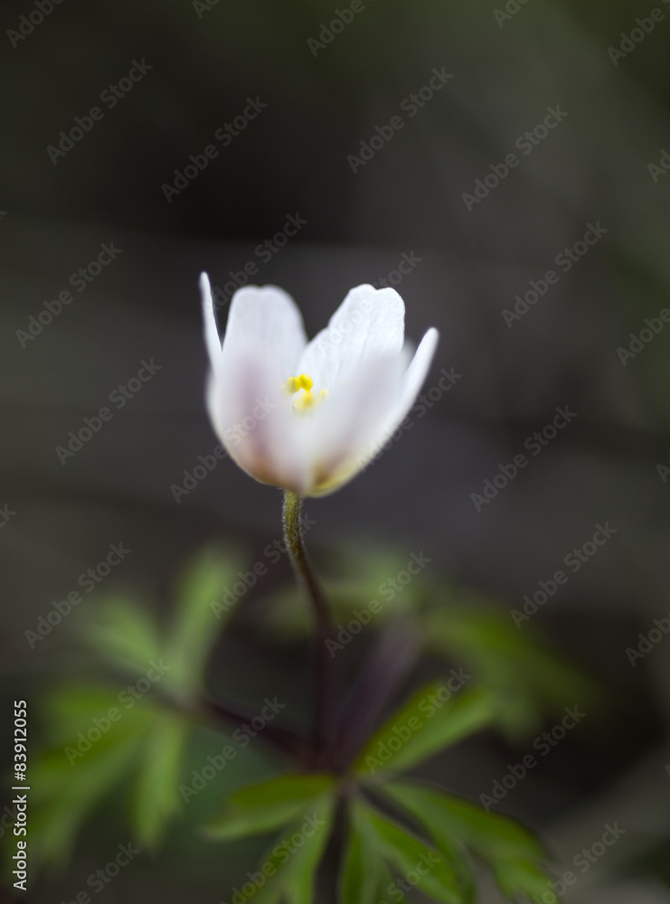 Fototapeta premium windflower