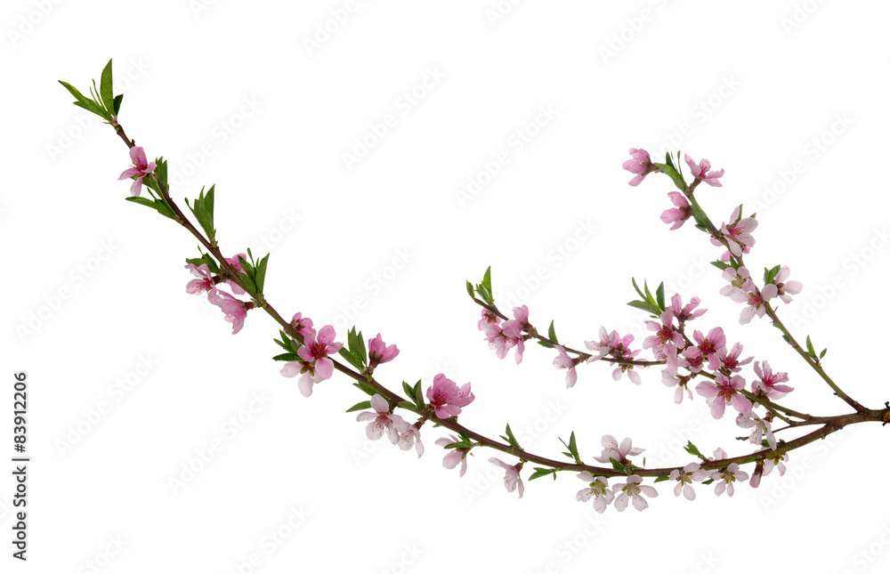 pink blossoms pink blossoms