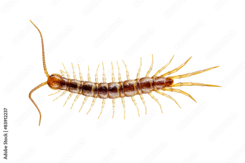  centipede