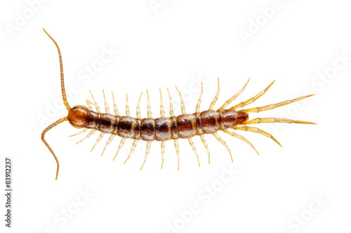  centipede © Alekss