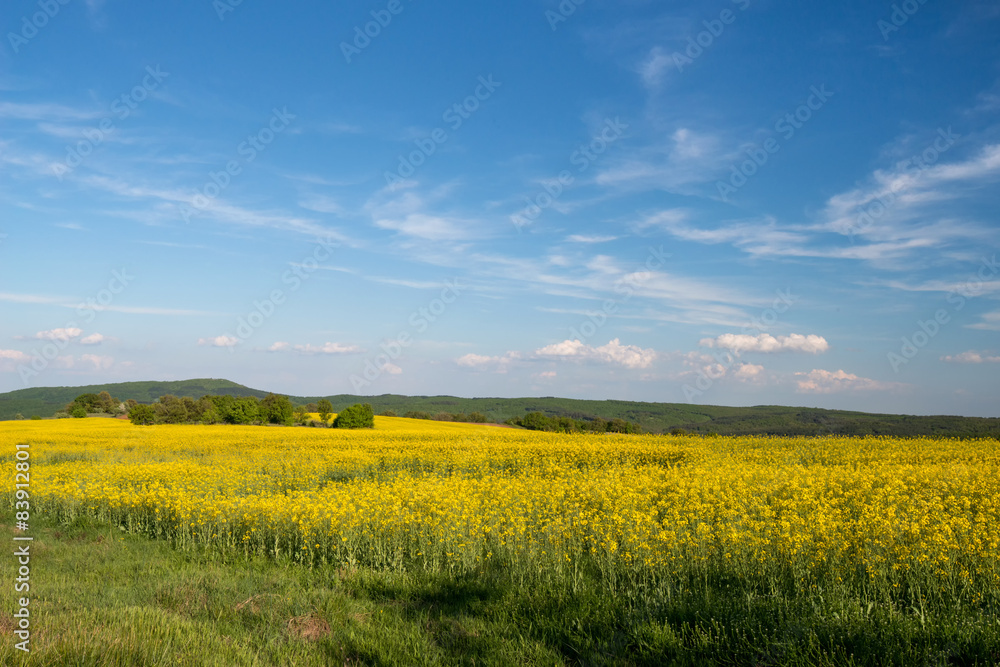 Obraz premium flowering field of colza outdoors in spring