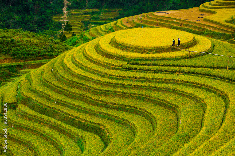 Rice fields on terraced of Mu Cang Chai, YenBai, Vietnam Rice fields on terraced of Mu Cang Chai, YenBai, Vietnam