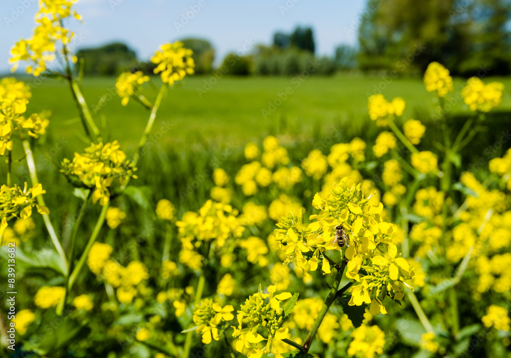 Honey bee collects nectar from yellow flowering rapeseed Honey bee collects nectar from yellow flowering rapeseed