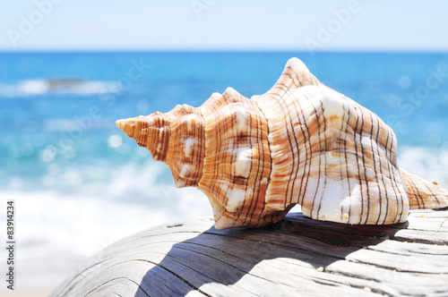conch on an old washed-out tree trunk in the beach