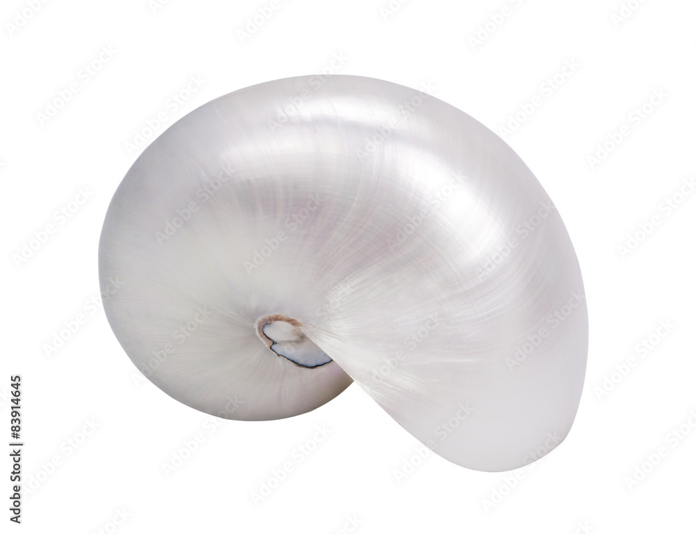 Naklejka premium seashell vertical