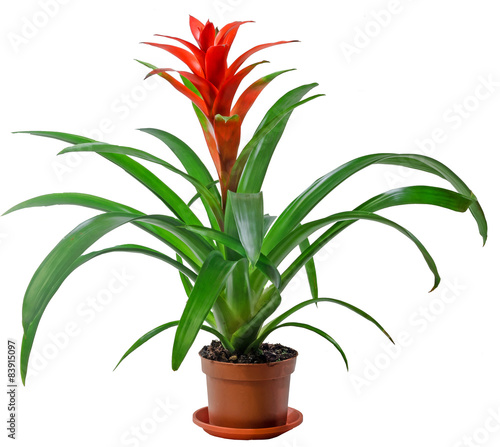 Red Guzmania flower, Family Bromeliaceae,  Tillandsioideae. photo