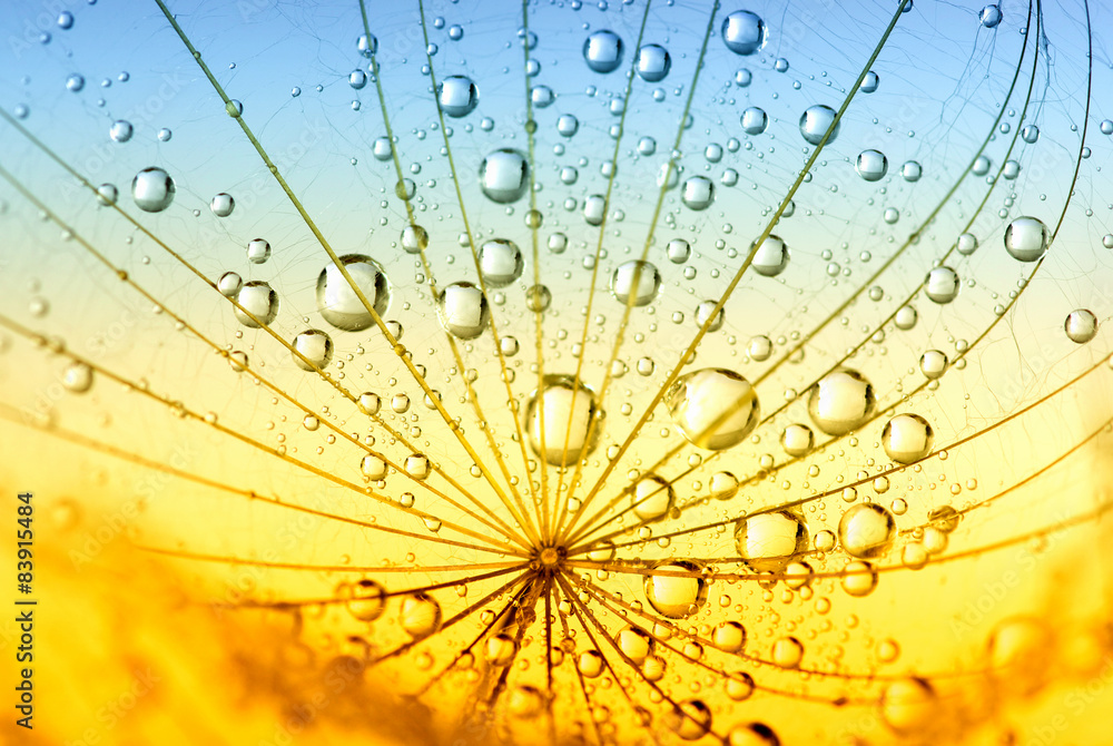 Obraz premium dandelion flower