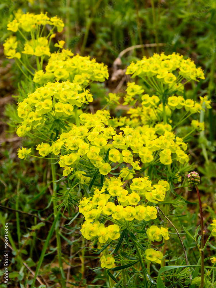 Yellow wildflower Euphorbia cyparissias - Cypress spurge