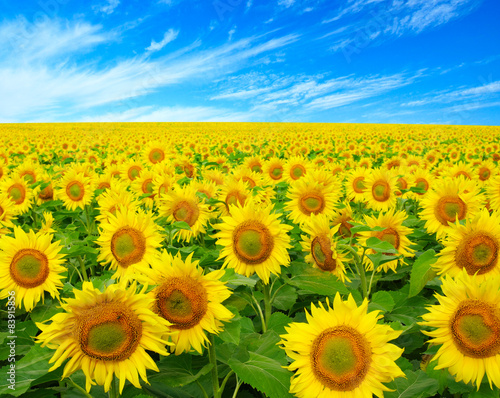 sunflowers field