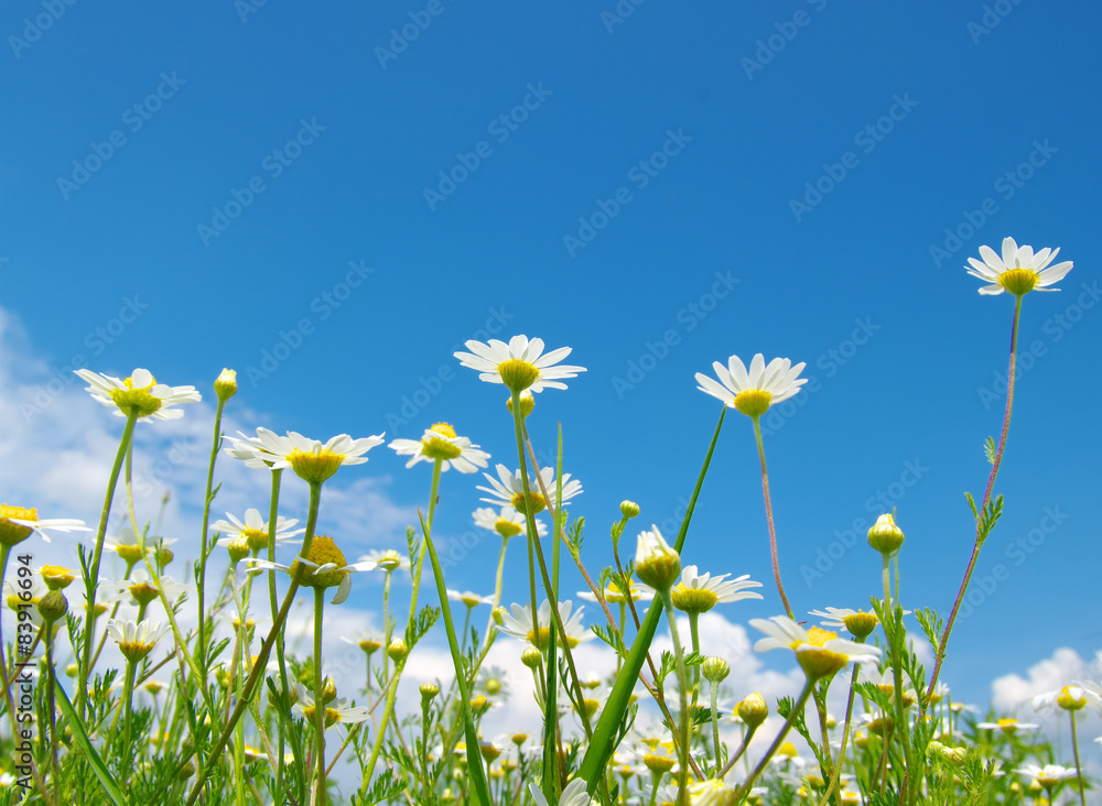 White camomiles White camomiles