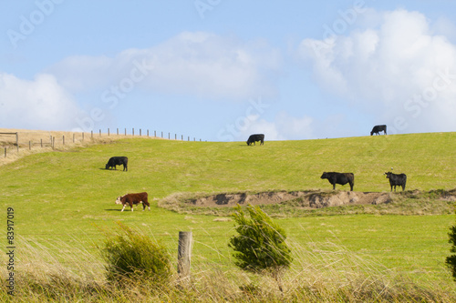 cow in the big grassland in australia