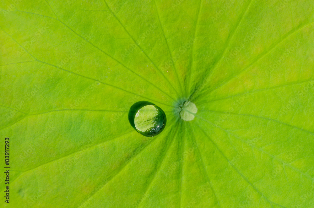 Drops of water on a lotus leaf Drops of water on a lotus leaf