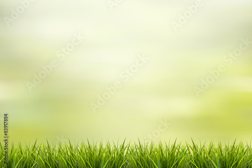 Fototapeta Naklejka Na Ścianę i Meble -  Grass and green nature blurred background