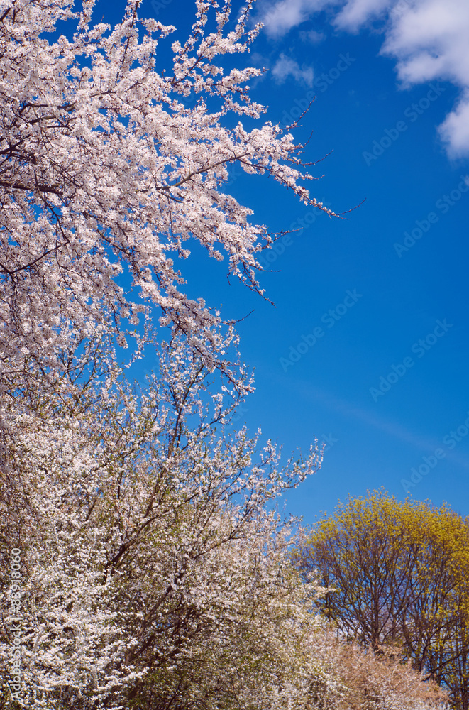 Blooming tree on a background of blue sky in Poland. Blooming tree on a background of blue sky in Poland.