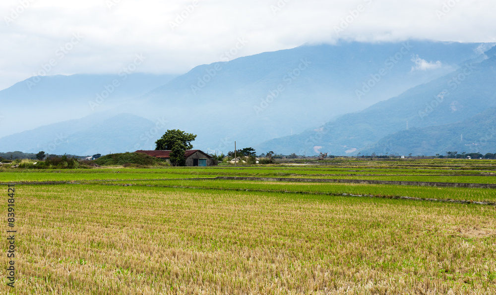 Paddy Rice field after cultivation Paddy Rice field after cultivation