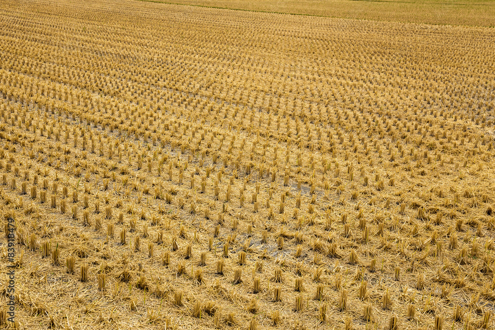 Rice field after cultivation Rice field after cultivation