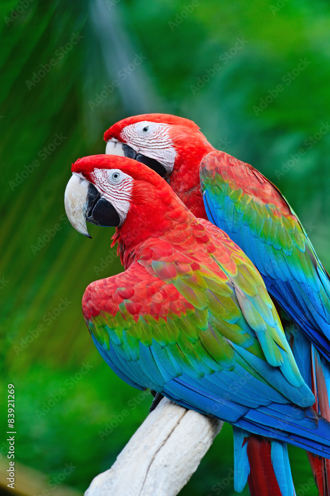Naklejka premium Greenwinged Macaw
