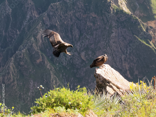 Cruz del Condor andean condors