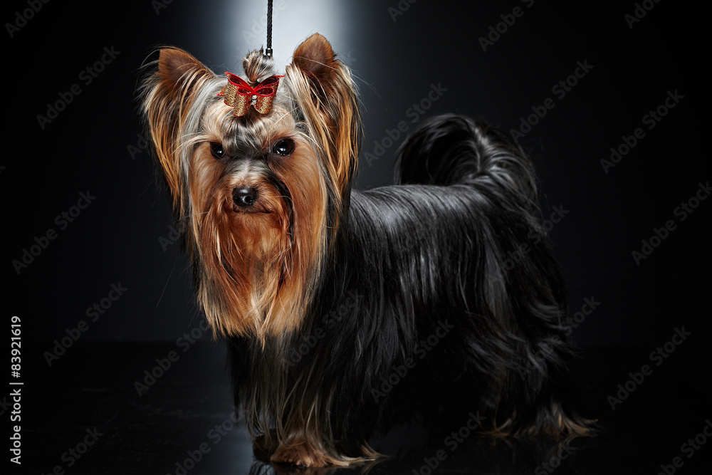 Naklejka premium York small dog