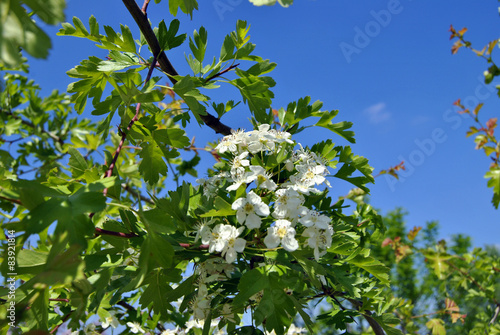 Kirschbaum mit offener Blüte