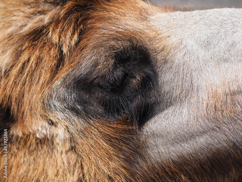 Camel at the zoo © enskanto