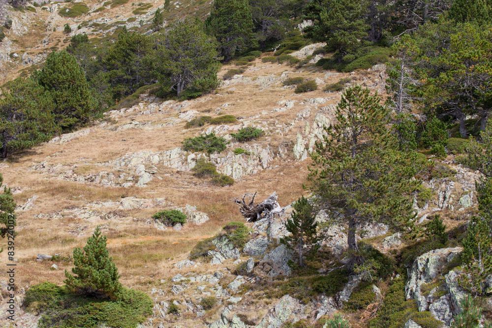 Rocky mountain slope with rare trees. Andorra