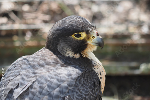 bird of prey in the Zoo